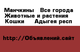 Манчкины - Все города Животные и растения » Кошки   . Адыгея респ.